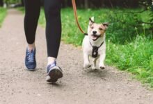 The Benefits of Dog Walking for You and Your Dog