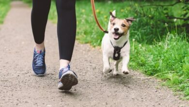 The Benefits of Dog Walking for You and Your Dog