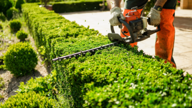 How Tree Services Enhance Your Landscape’s Curb Appeal