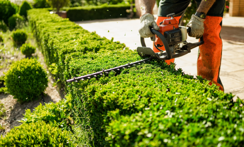 How Tree Services Enhance Your Landscape’s Curb Appeal